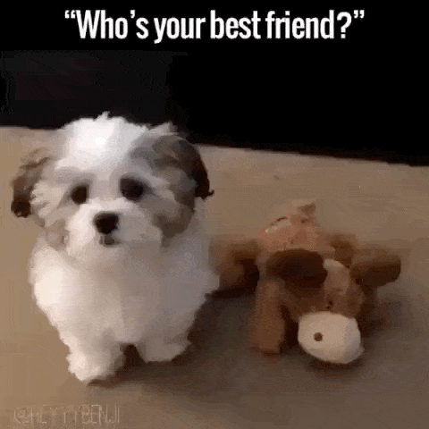 Who is your best friend in dog gifs