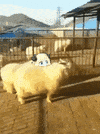 https://media.giphy.com/media/Uv8vxAdU6USk2uSMN6/giphy.gif