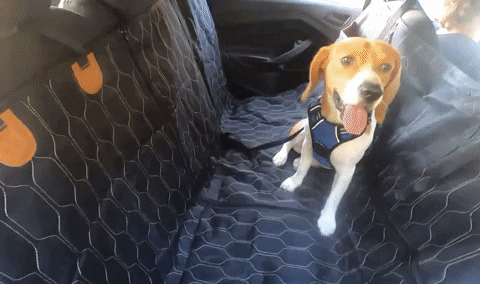 Luxury Dog Back Seat Cover – ThePetland™