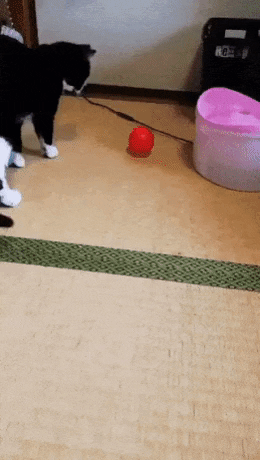 Ping over 99 in cat gifs