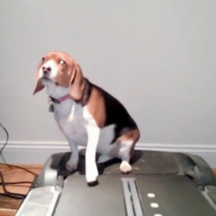 animação de um cachorro fazendo exercício em uma esteira de forma muito preguiçosa