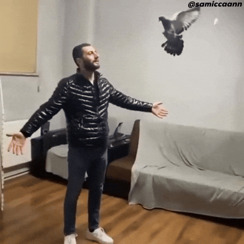 Taklacı Güvercin