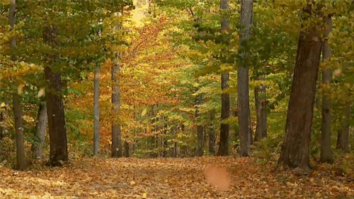 forest animated GIF 