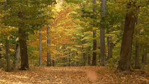 Nature GIFs - Find & Share on GIPHY