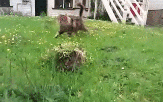cat surprise grass hiding hide