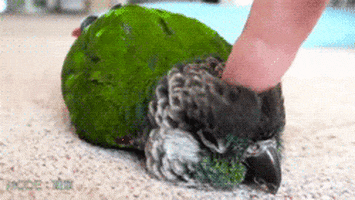 Fuzzy Baby GIF - Find & Share on GIPHY
