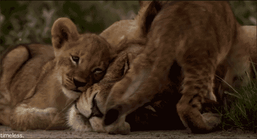 Lion Cub GIF - Find & Share on GIPHY