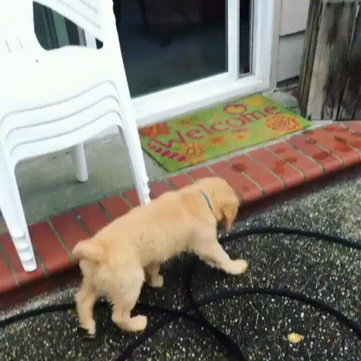 Puppy Door Gif Find Share On Giphy