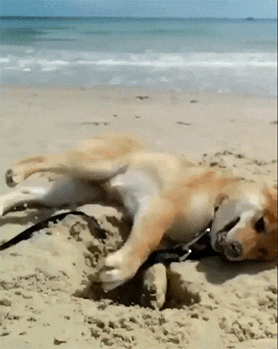 Doge Digs Sand and Comes Out in Snow Cute Shiba Inu