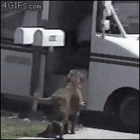 Giphy of a dog picking up mail from the postal worker