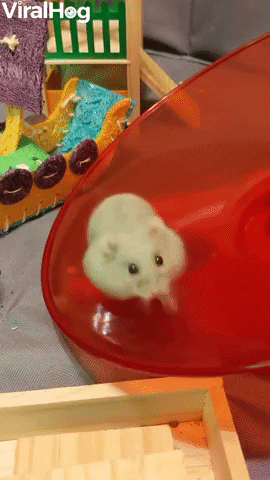Hamster running