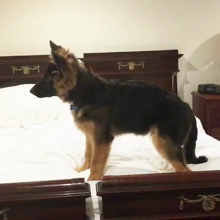 One of the cute German shepherd puppies talking to himself in the mirror