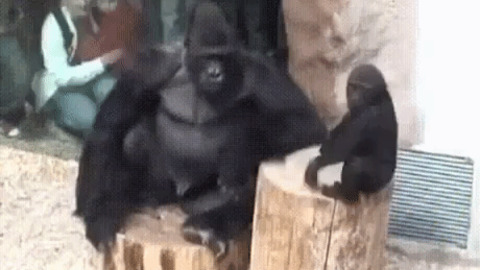 Gorilla Play With Baby
