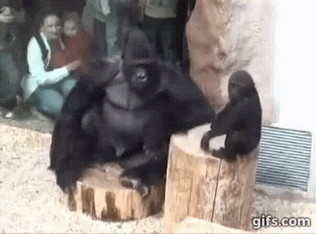 Gorilla Play With Baby in funny gifs