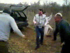 giphy.gif