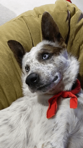 Blue Eyes Dog GIF by GIPHY Engineer #3422 - Find & Share on GIPHY