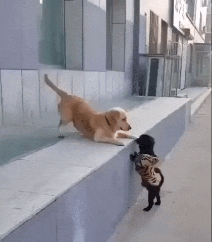 Dog gets his first kiss in dog gifs