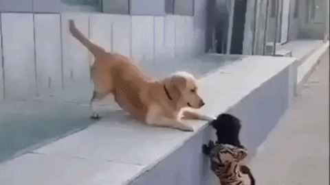 Dog gets his first kiss