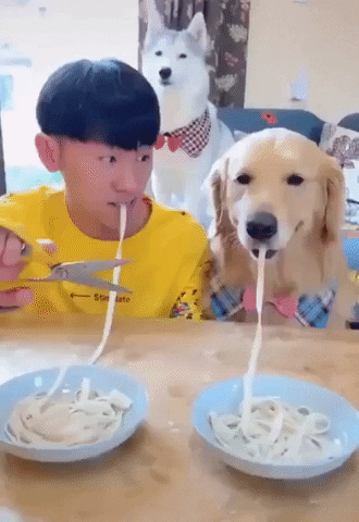 Eating Contest Dog GIF by swerk - Find & Share on GIPHY