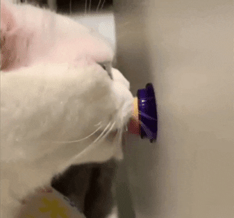 Cat & Kitten Healthy Treat - Healthy Cat Snacks Catnip Sugar Candy