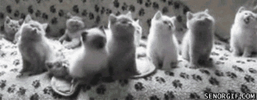Гифки с котятами смешные анимированные, открытка марта