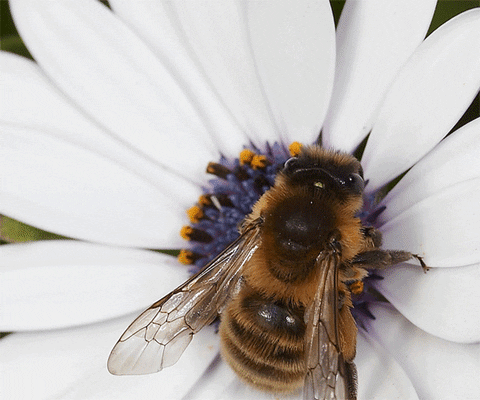 dişi arılar, arı kovanı, arıların özellikleri