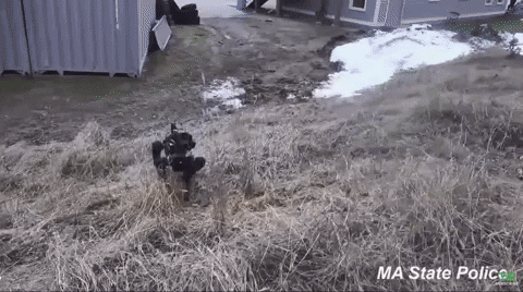 робот-собака SPOT ходит по траве