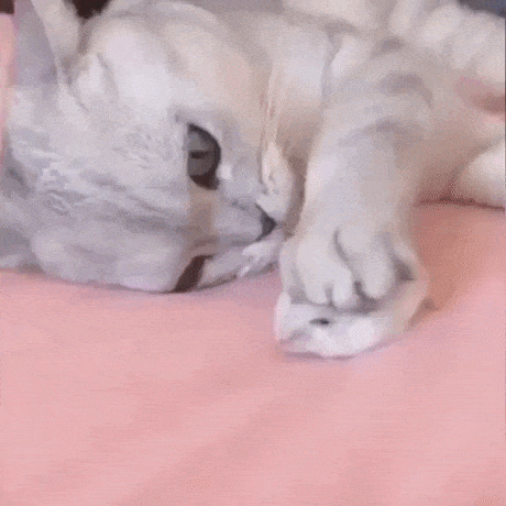 Just dont go away in cat gifs