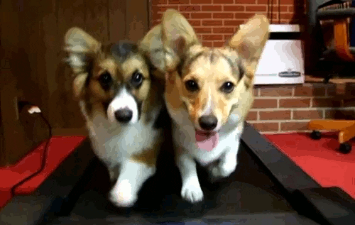 Gif de dois cachorros correndo juntos em uma esteira de academia