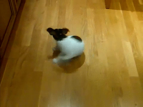 Chasing GIF - Find & Share on GIPHY
