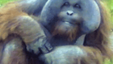 Coolest Orangutan ever