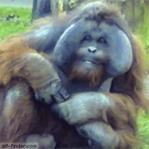 Coolest Orangutan ever in funny gifs