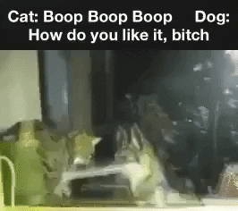 dog boop cat gif