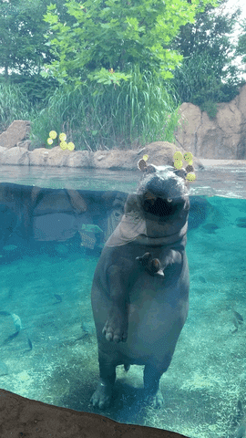 fiona the hippo standing in water