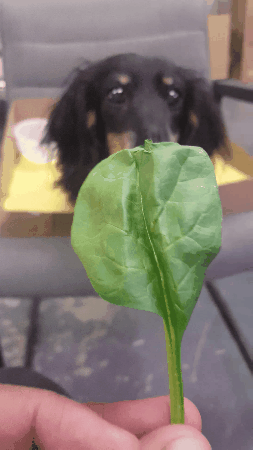 Spinach GIFs - Find & Share on GIPHY