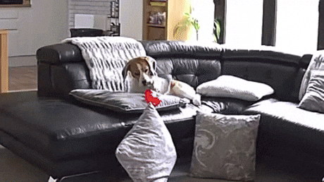 giphy.gif
