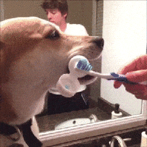 Best buddy forever in funny gifs