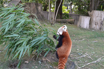 Red Panda Animals I Love Gif Find Share On Giphy