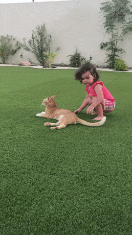 Cat was not ready for that in cat gifs