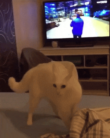 Cats are weird in cat gifs