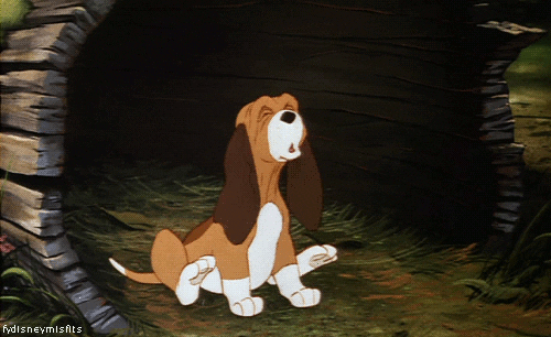 Image result for todd fox and the hound gif