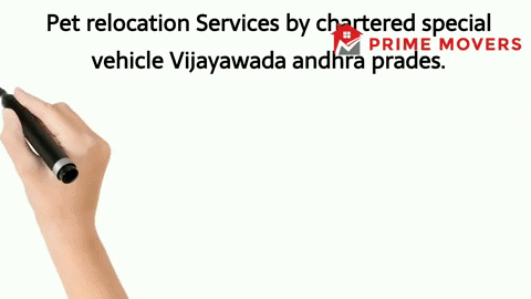 Pet transport service vijayawada