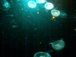 ocean fish jellyfish aquarium sea life
