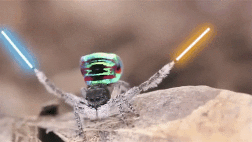 Spider GIF - Find & Share on GIPHY