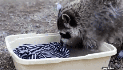 Gif d'un raton-laveur qui nettoie un vêtement dans une bassine