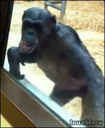 monkey-licking-window