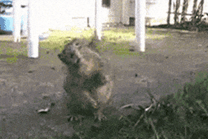 Squirrely GIFs - Find & Share on GIPHY