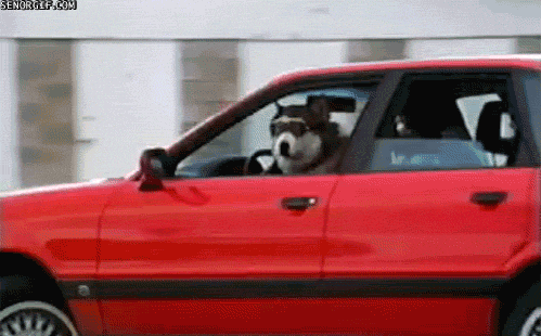dog driving a car