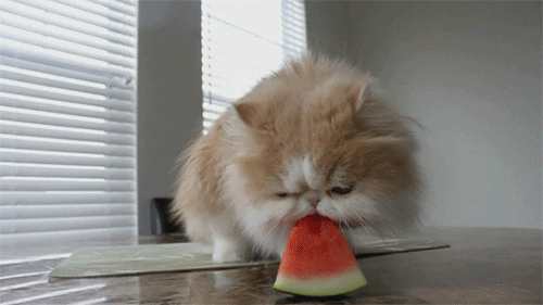 Cat Eating GIF Find & Share on GIPHY