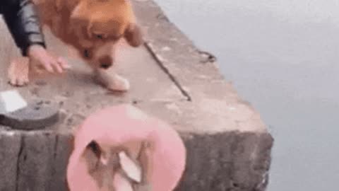 Doggo helped fish in escape